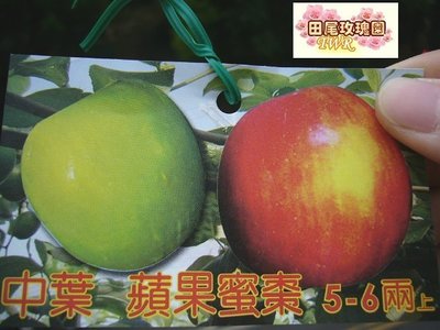 ╭＊田尾玫瑰園＊╯水果苗成樹--(蘋果蜜棗)高2-3尺650元