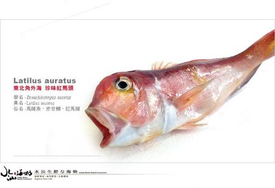【水汕海物】北台灣外海 圍網撈捕 鮮嫩珍味 大紅馬頭魚。『實體店面、品質保證』