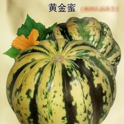 【蔬菜種子S408】黃金蜜南瓜~~外觀喜氣漂亮，口感佳，單株可連續結果8~10個，既可食用也可做為裝飾用途。