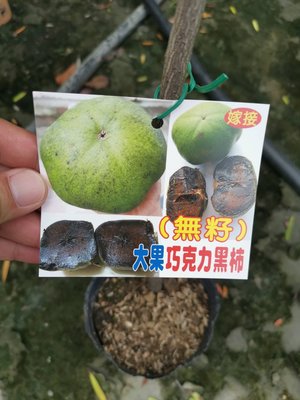 ╭＊田尾玫瑰園＊╯新品種水果苗-(巧克力黑柿)高100cm900元