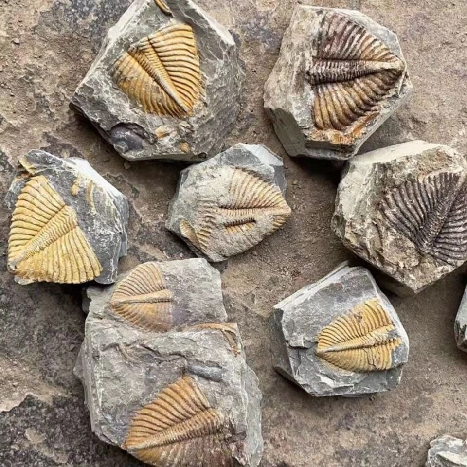 三葉蟲尾化石遠古海洋生物化石標本天然原石保真兒童科普教育珍藏