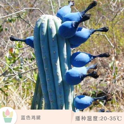 【小鮮肉肉】藍色雞腿 稀有多肉植物 仙人球藍棱柱毛柱屬 種子10粒裝(難發芽新手慎購)