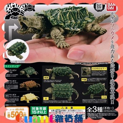 ∮Quant雜貨舖∮┌日本扭蛋┐正版 萬代 BANDAI 烏龜環保扭蛋P3-鱷龜篇 全3款 烏龜03 鱷龜 現貨 扭蛋