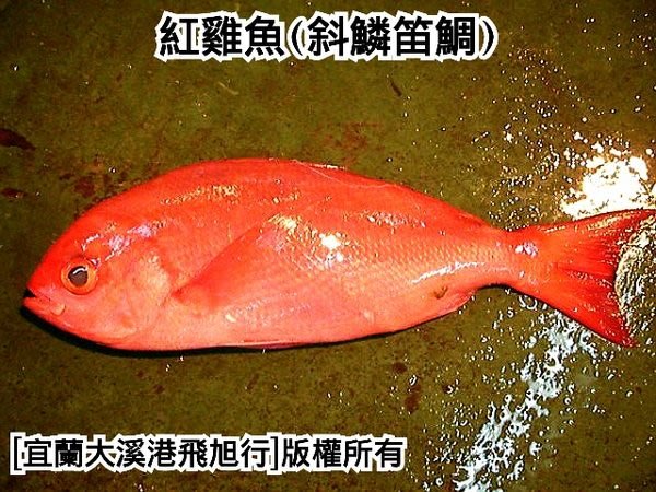 紅雞魚 斜鱗笛鯛 Yahoo奇摩拍賣