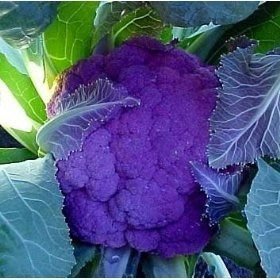【媽咪蔬果園】、進口紫花椰菜　種子