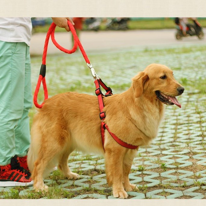 狗鏈子狗狗牽引繩大型犬中型犬小型犬牽引背帶金毛遛狗繩子寵物項圈 Yahoo奇摩拍賣