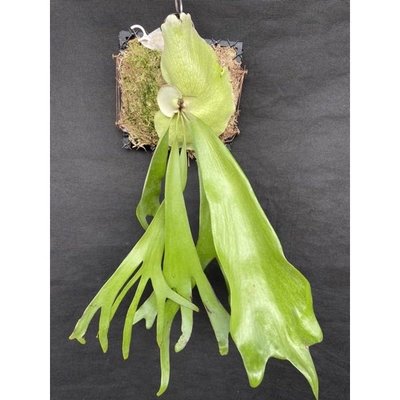 鹿角蕨-爪哇-（己上板)療癒植物-文青植物、蕨類植物、雨林植物-IG網紅-室內植物-天南星-觀葉