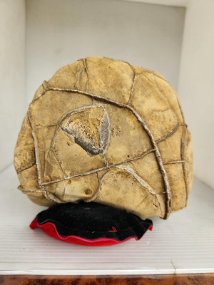 台灣龜甲石 澐水溪白龜甲