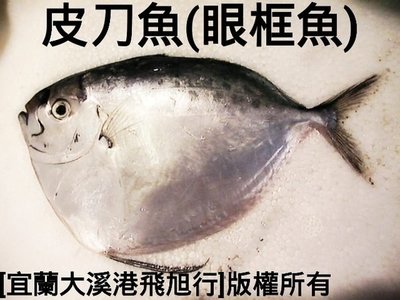 皮刀魚(眼框魚)
