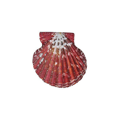 【現貨】天然海螺貝殼油畫扇貝墻貼婚慶裝飾魚缸水族造景創意收藏彩色扇貝熱心小賣家