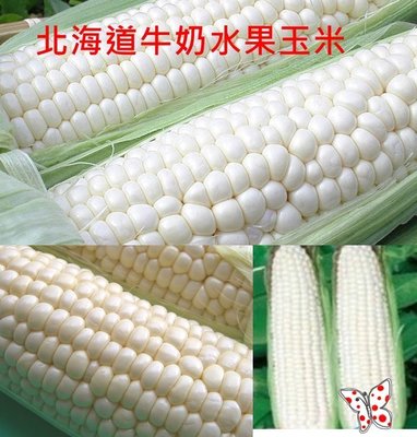 北海道爆醬牛奶水果玉米 種子20粒裝