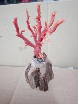 天然台灣紅珊瑚，阿卡珊瑚無染色，底座是越南惠安沉香
