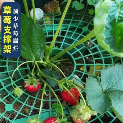 下殺 (null)(null)草莓種植架植物果實支撐園藝用品花盆地栽戶外庭院菜園支撐架子