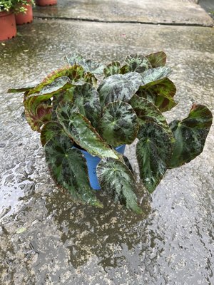 心心花園 ❤柏西爾海棠 5吋盆❤觀葉植物~ 生命力旺盛唷~