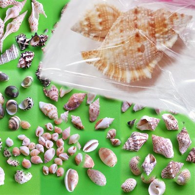 西西手工藝材料 25506 貝殼(約14~16g) 天然貝殼 原色貝殼 大貝殼 寄居蟹的家 小貝殼 滴膠裝飾 滿額免運