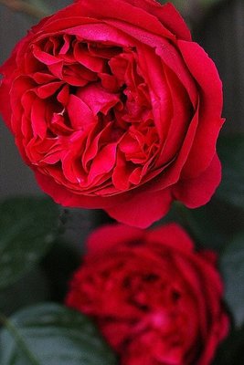 紅色伊甸園 Red Eden。悠遊山城(創始店)5-6吋盆玫瑰~特價450