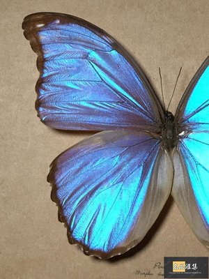 秀晰亞馬遜原始雨林驚嘆的晶白閃蝶蝴蝶標本珍藏歐式簡約昆蟲禮品-名品匯集