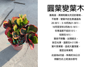 心栽花坊-圓葉變葉木/6吋/綠化環境/綠籬植物/木本植物/售價250特價200
