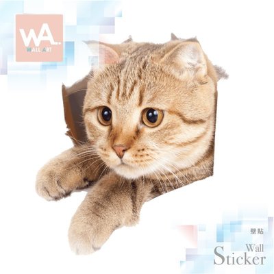 WA 現貨 無痕設計壁貼 3D貓咪可愛貼紙 兒童房遊戲室裝飾 DIY創意布置 室內設計 橘貓 2003