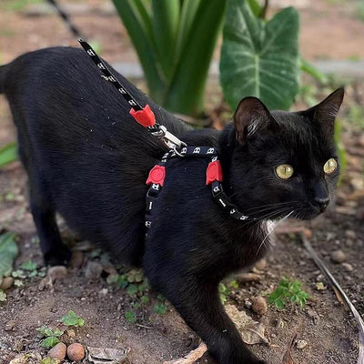 美國 Zeedog貓牽引繩胸背帶套裝Zeecat安全扣溜貓項圈貓胸背