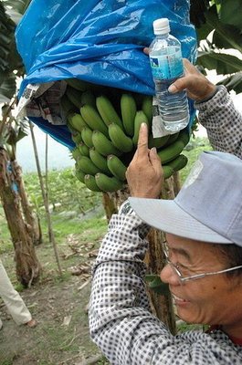 [樂農農] 香蕉套袋 (塑膠) 10個一組