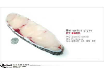 【水汕海物】寶島 斑中之王 25kg級 龍膽石斑魚 去骨半月輪切片。『實體店面、品質保證』