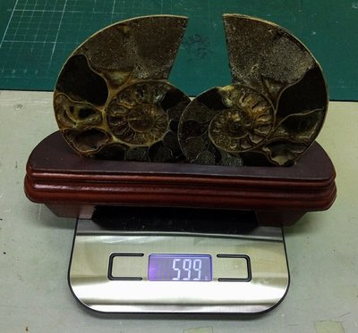 精選天然斑彩螺{鸚鵡螺}化石,重約413g,含座重約599g
