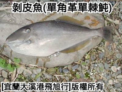 剝皮魚(單角革單棘魨 )....魚身每公斤450，一公斤約2~3隻