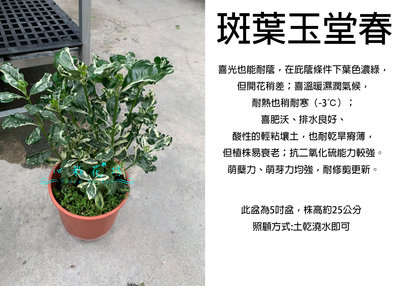 心栽花坊-斑葉玉堂春/5吋/綠化植物/綠籬植物/香花植物/售價300特價250