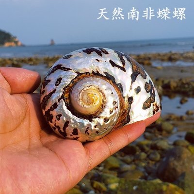 天然超大海螺大貝殼白珊瑚招財擺件海洋標本收藏魚缸寄~定價~特價