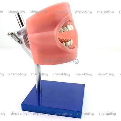 (ME-A240)口腔科牙科牙醫備牙練習頭模制備牙齒操作練習模型