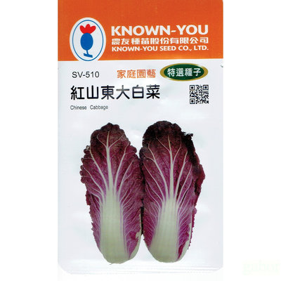 種子王國 紅山東大白菜(Chinese Cabbage) sv-510 【蔬菜種子】 農友種苗特選種子 每包約30粒