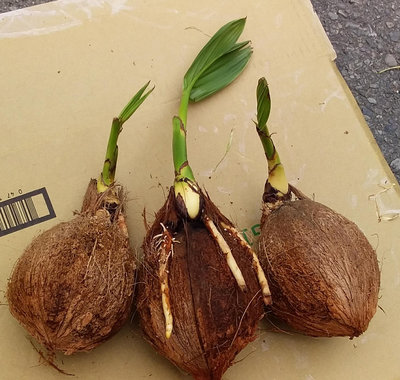 椰子苗 可可椰子苗 椰子樹苗 椰子水樹苗 常見椰子苗
