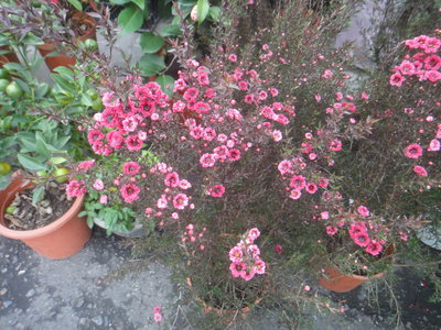 芳草園－「松紅梅」.6吋盆栽