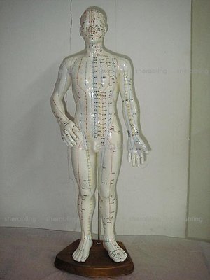 (ME-N_035)人體針灸模型 經絡模型 針灸穴位模型人體教學模