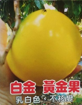 花花世界_水果苗--白金黃金果--最新品種/4吋盆/高30公分/Ts