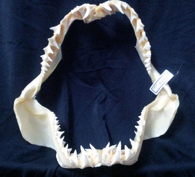 (長翅馬加鯊嘴牙] 28公分Long-fin馬加鯊魚嘴.專家製作雪白無魚腥味! 非常稀有鯊類! 標本也是掛飾!#20