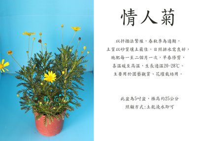 心栽花坊-情人菊/5吋/季節花卉/觀賞花卉售價150特價120