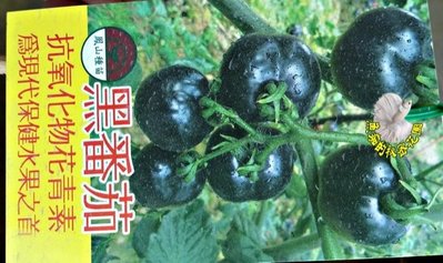 [黑番茄盆栽 花青素含量超高 黑色番茄苗 ] 室外植物 5吋盆栽 ~ 季節限定. 不是隨時都有.  先確認有沒有貨