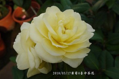 台中茶花- 黃菊 -(嫁接茶花)- PP130