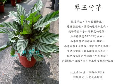 心栽花坊-翠玉竹芋/6吋/觀葉植物/室內植物/綠化環境/售價360特價300