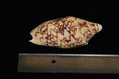 蝙 蝠 渦 螺 Cymbiola vespertilio 貝 殼