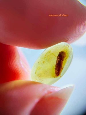 緬甸琥珀(amber)~緬甸蟲珀、植物珀~【扣頭蟲】緬甸北部胡康河谷 -來自白堊紀的地球的古老記憶