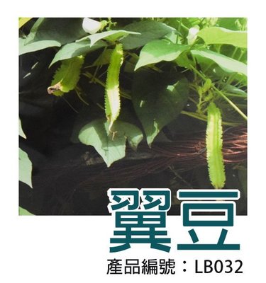*滿699免運*【LB032】DIY種子栽種 成就滿滿~翼豆(楊桃豆)【園丁花圃】