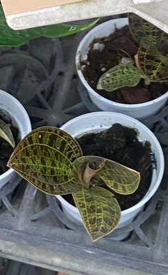 電光寶石蘭3 吋盆2024/5月實物拍攝室內植物 觀葉植物 綠化植物42412