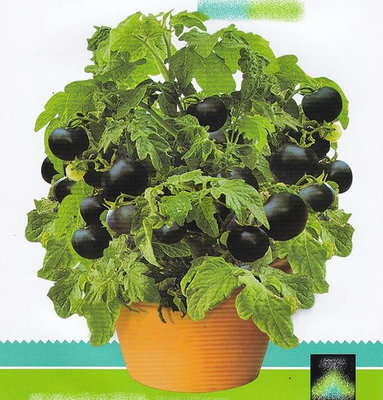 【蔬菜種子L036】黑珍株盆栽番茄~~自封頂，既適合盆栽又適宜露地種植，定植到採收約60天。