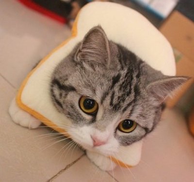 【阿肥寵物生活】貓咪吐司麵包片頭套脖套搞笑寵物項圈 頸圈拍照裝飾 M L
