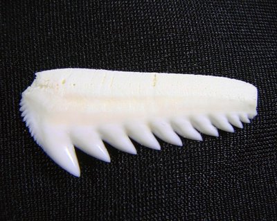 [六鰓鯊嘴牙]...3.7公分#4 六鰓鯊魚牙 下...稀有鯊魚超大尺寸! .雪白無缺損.....當項鍊墜子或標本珍藏!