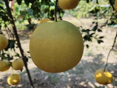 [已賣完]台南麻豆40年老欉白柚,10斤600含運