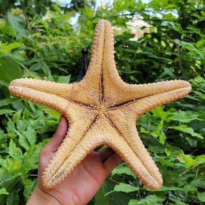 天然超大海螺貝殼霸王饅頭海星魚缸造景海洋標本珊瑚擺*特價~特價正品促銷